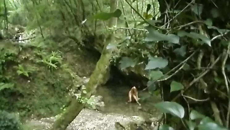 Incest: Total Aberration xXx (2008)